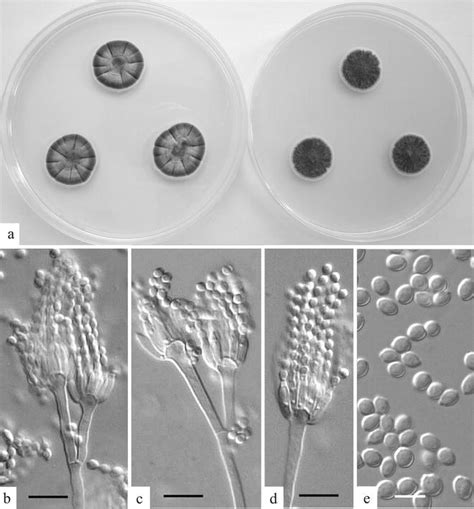 Lactic acid bacteria, culture dependent, culture independent, laban rayeb, kariesh cheese. Penicillium and Related Genera | SpringerLink