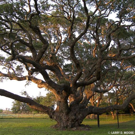 Learn About Live Oak Arbor Day Foundation