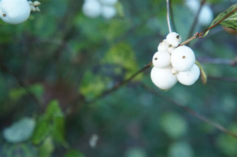 Foragefor News Theres No Berry Like A Snowberry