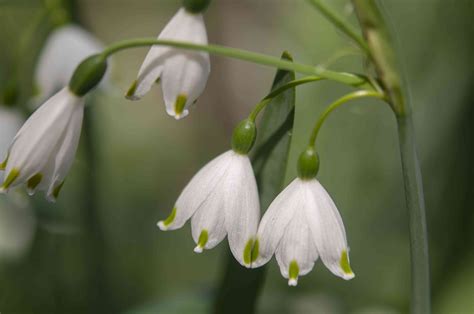 How To Grow And Care For Snowdrop Flower