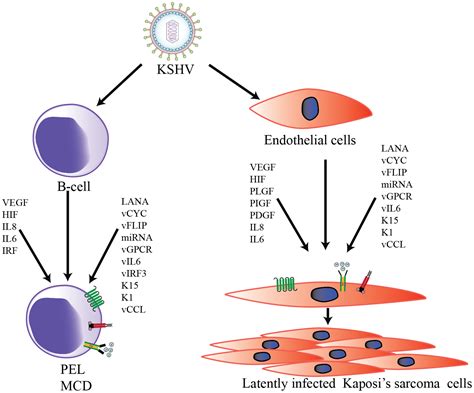 Viruses Free Full Text Kshv Mediated Angiogenesis In Tumor Progression