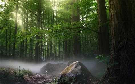 1680x1050 Sunbeams Forest Daylight Covered By Trees 1680x1050
