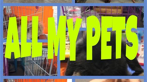 All My Pets Youtube