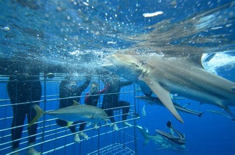 Shark Cage Diving Durban All You Need To Know Before You Go