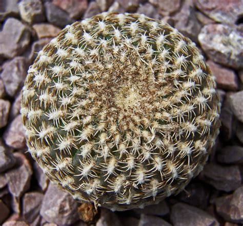 Oregon Cactus Blog