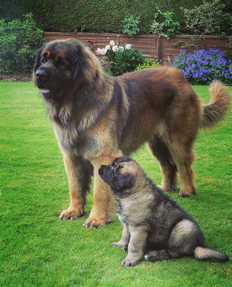 The Lionlike Leonberger Is A Beautiful Mashup Of The Saint Bernard And