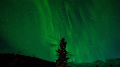 Aurora Borealis On A Night Sky Over Silhouettes Of Trees Polar Lights