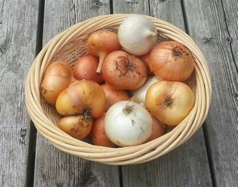 The Gardening Me: Onions 2014 - The Results