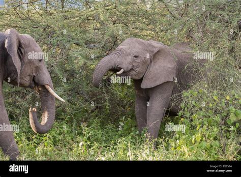 Elephants In Ndutu Woodland Tanzania Stock Photo Alamy
