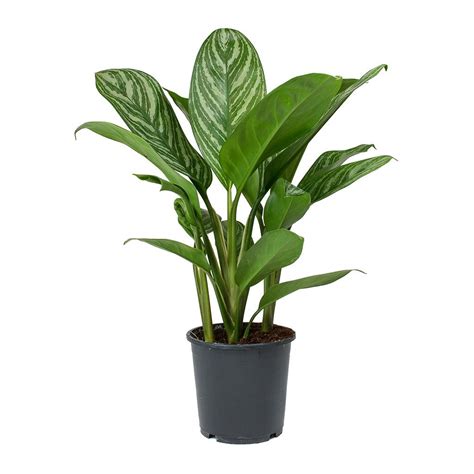 Aglaonema Stripes Chinese Evergreen Indoor Plants Low Light Indoor