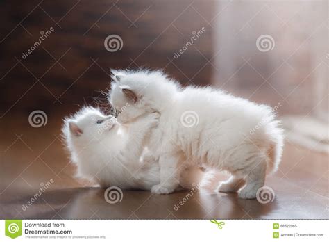 Ragdoll Blue Point Two Little Kittens Stock Image Image Of Inside