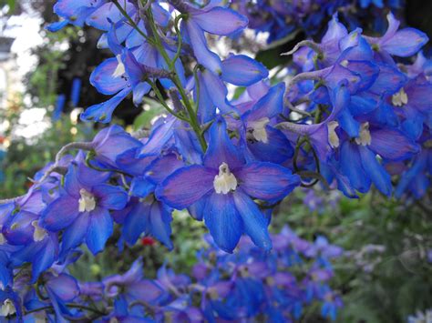 Free Photo Blue Flowers Blue Flowers Many Free Download Jooinn