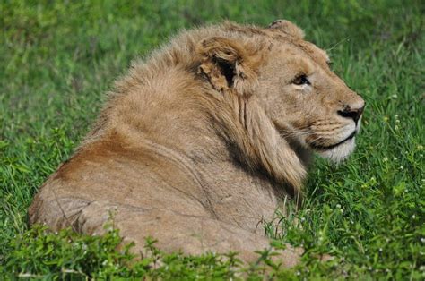 Young Male Lion With Mane Just Starting To Grow In Photo