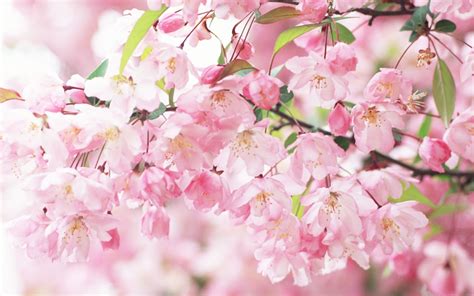 Sakura Flower Wallpaper Wallpapersafari
