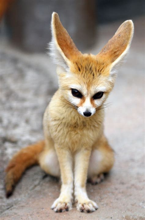 Fennec Fox Facts And Pictures Images All Wildlife Photographs