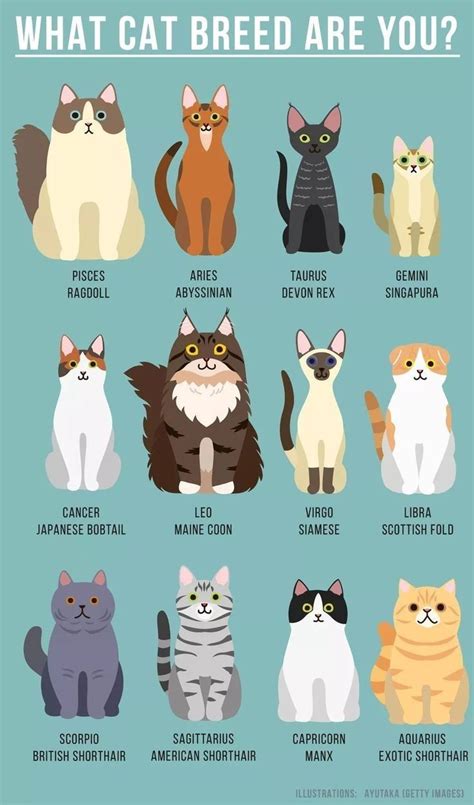 Pin By Randi Tarillion On Cats Cat Facts Cat Breeds What Cat
