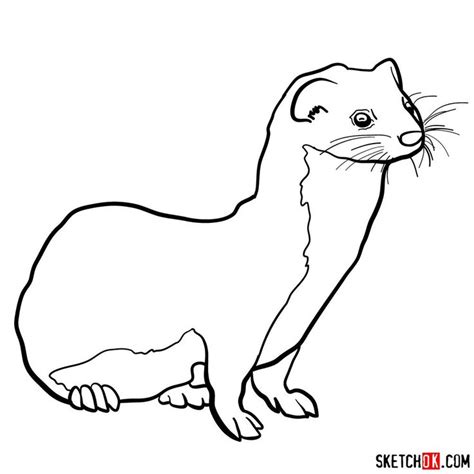 How To Draw A Weasel Drawings Easy Drawings Guided Drawing