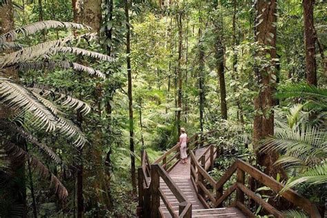 6 Breathtaking Rainforest Walks In Australia