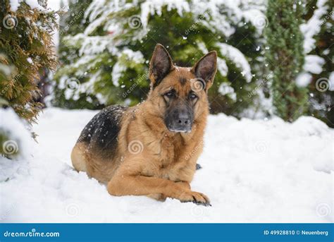 German Shepherd Lying On The Snow Stock Photo Image Of Trees