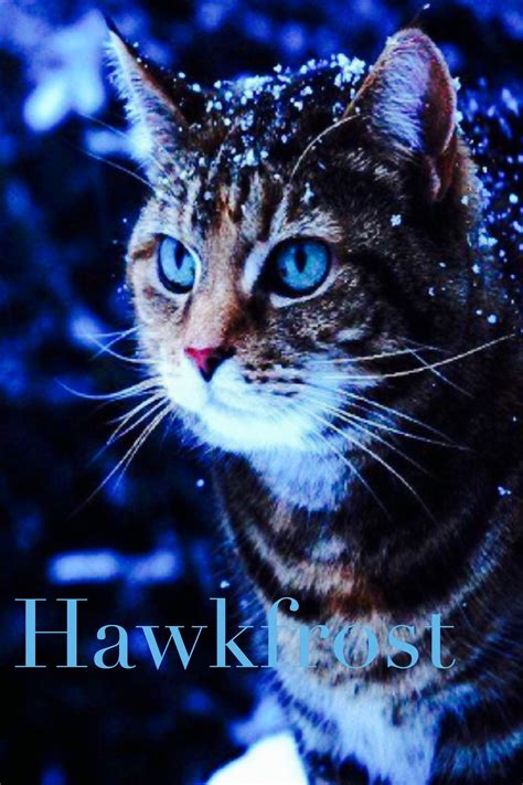 Hawkfrost Was Tigerstars Son Half Brother To Brambleclaw And Tawnypelt He And His Sister