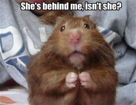 23 Funny Animal Pictures In 2020 Funny Hamsters Funny Animals Cute