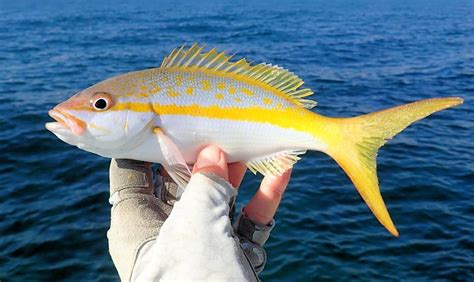 Yellowtail Snapper Mexican