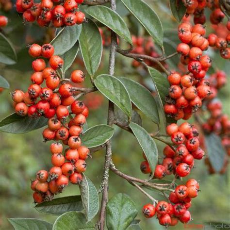 Cotoneaster Glaucophyllus Pot 5l Truffaut