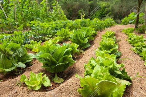 A majority of the planting takes places in april or may, and fall crops can be planted in august. 12 Steps to Choosing the Best Location for Your Vegetable ...