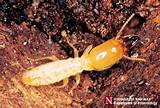Photos of Non Subterranean Termites