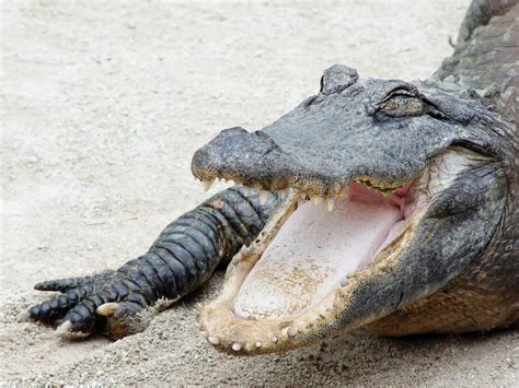 Crocodile Have Tongue Crocodile