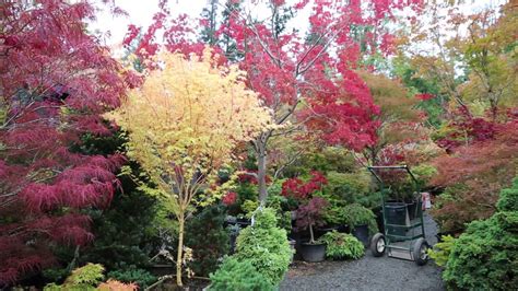 Bright Colors Of Japanese Maples Amazing Maples And Crazy Conifers