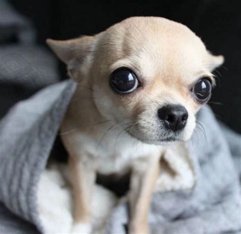 Pin On Chihuahua