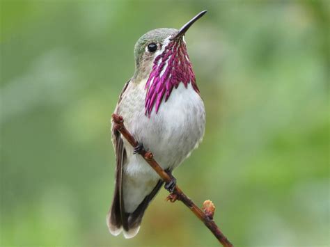 Calliope Hummingbird Celebrate Urban Birds