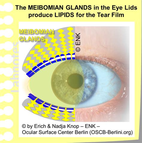 Glimpse Of The Meibomian Gland — Ocular Surface Center Berlin