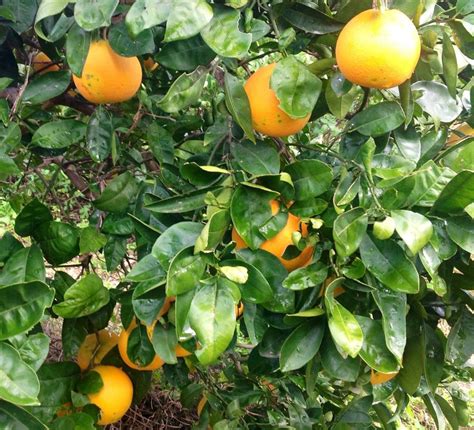 Making The Most Of Seville Oranges A Curd Of Bitter Orange