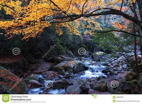 Stream And Golden Fall Forest Stock Photo Image Of Autumnal Forest