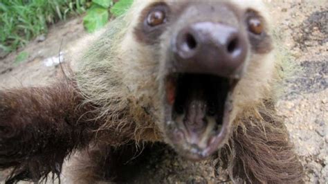 Sloth Attacks Camera Man Youtube