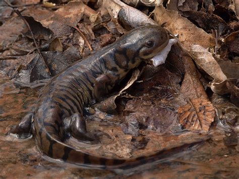 Tiger Salamanders Pipe Spring National Monument U S National Park