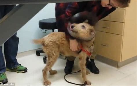 Dog Sees His Owners Again For The First Time After Having Surgery To