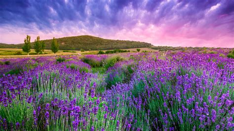 Wallpaper Lavender Field Sky Mountain Provence France Europe 4k