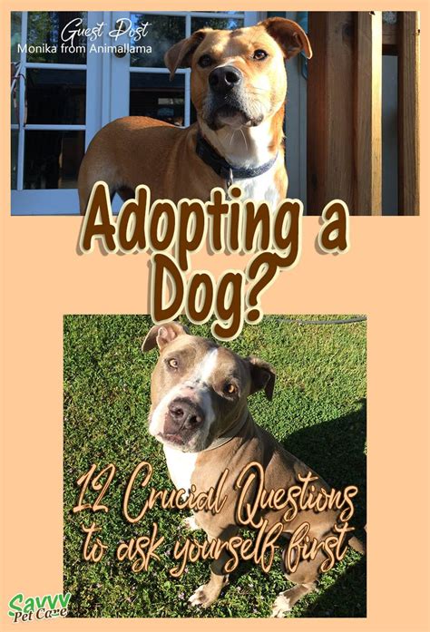 Adopting A Dog 12 Crucial Questions To Ask Yourself Savvy Pet Care