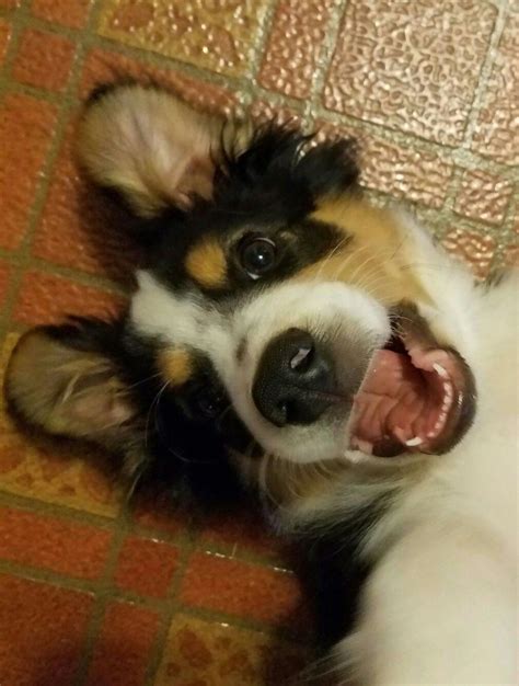 English shepherd pup works on flanking commands at home. Happy English Shepherd puppy #shepherdpuppies | English shepherd, English shepherd puppy, Pet dogs