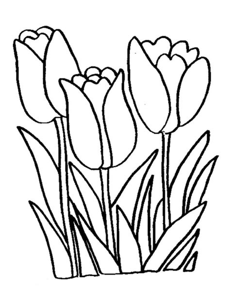Kumpulan Gambar Sketsa Bunga Tulip Yang Cantik 5minvideoid