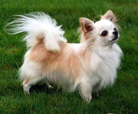 Information About Long Hair Chihuahua Breed Pets Nurturing