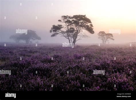 Blooming Heather In The Netherlandssunny Foggy Sunrise Over The Pink