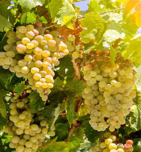 Sauvignon Blanc White Wine The Ultimate Grape Guide