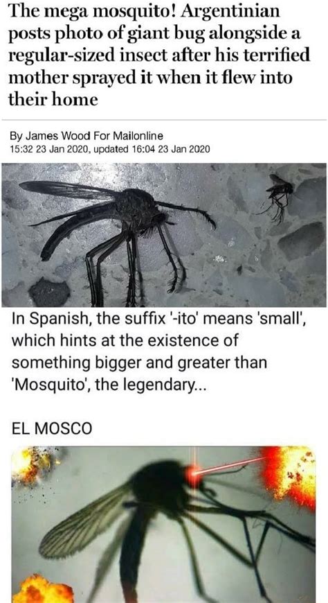 The Mega Mosquito Argentinian Posts Photo Of Giant Bug Alongside A