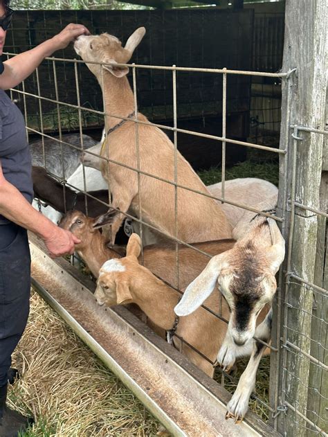 This Big Island farm feeds their goats seaweed to reduce livestock