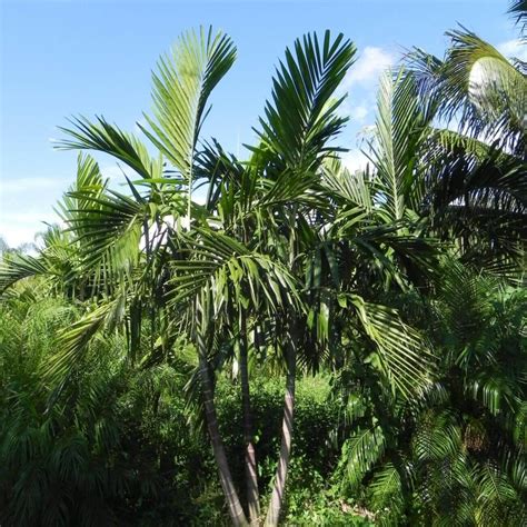 Alexander Palm | Ptychosterma Elegans | Palmco - Wholesale Palms, Florida