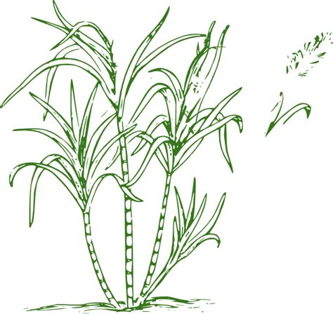 Clipart Tree Sugarcane Clipart Tree Sugarcane Transparent Free For